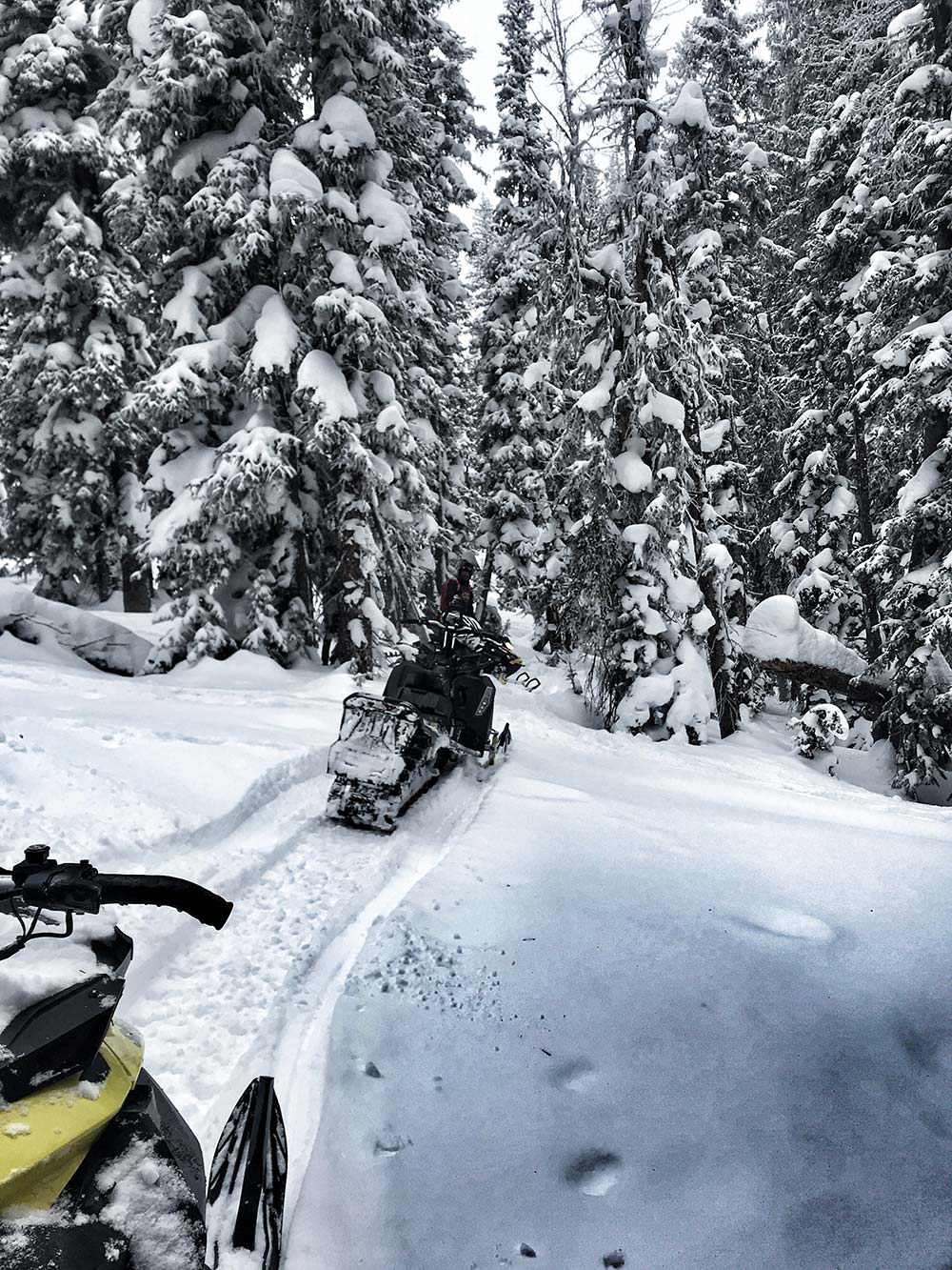 through forest snowmobiling in montana